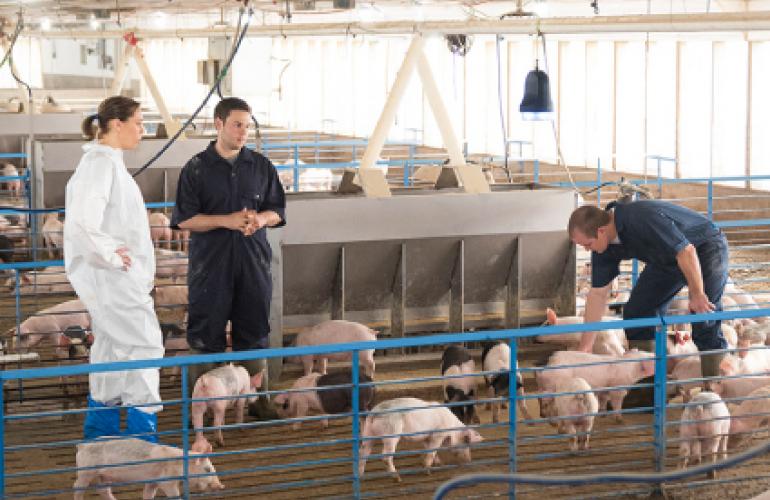 veterinarian and farmers in a pig barn with a SoundTalk device hanging above