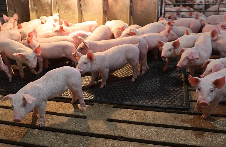 piglets in a barn