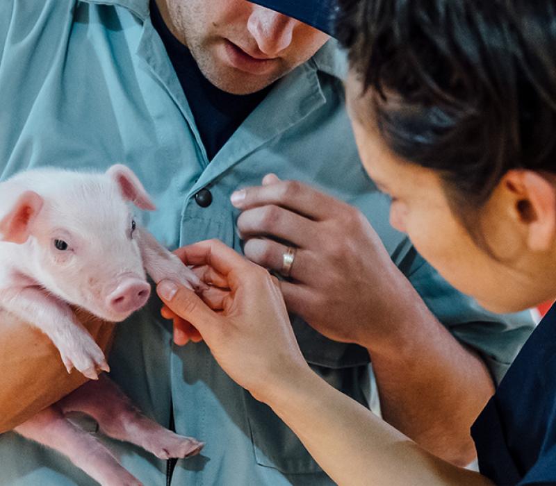 Vet holding a Piglet for SwineResource.com Health Information