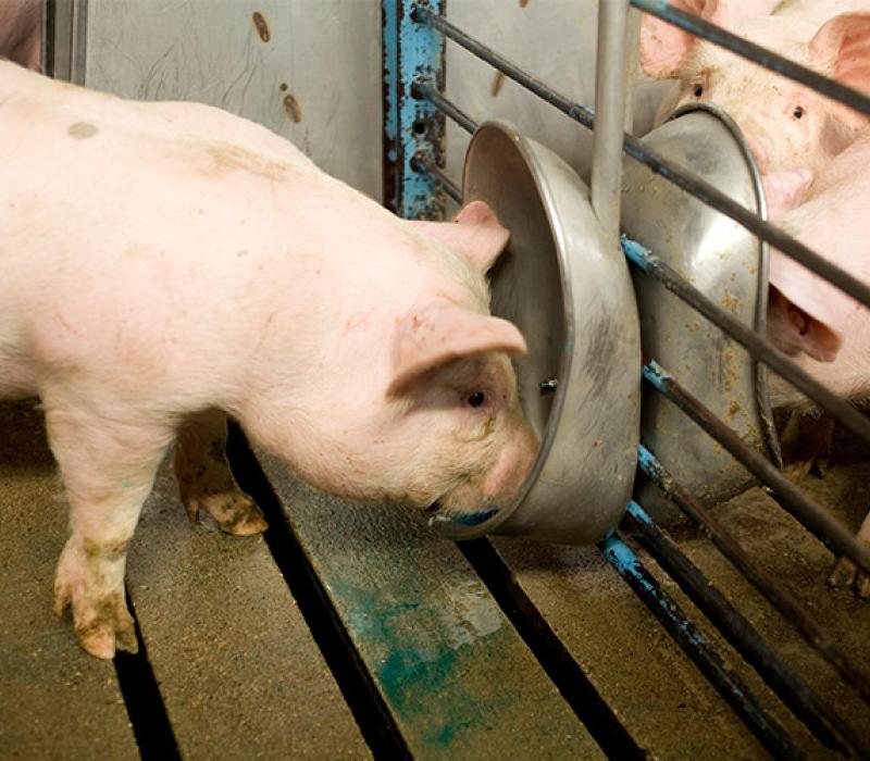 a pig drinking water mixed with Enterisol Ileitis vaccine