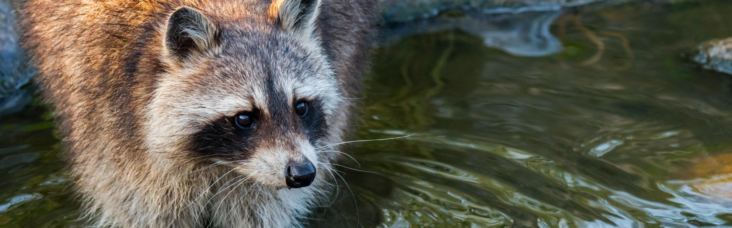 raccoon in pond