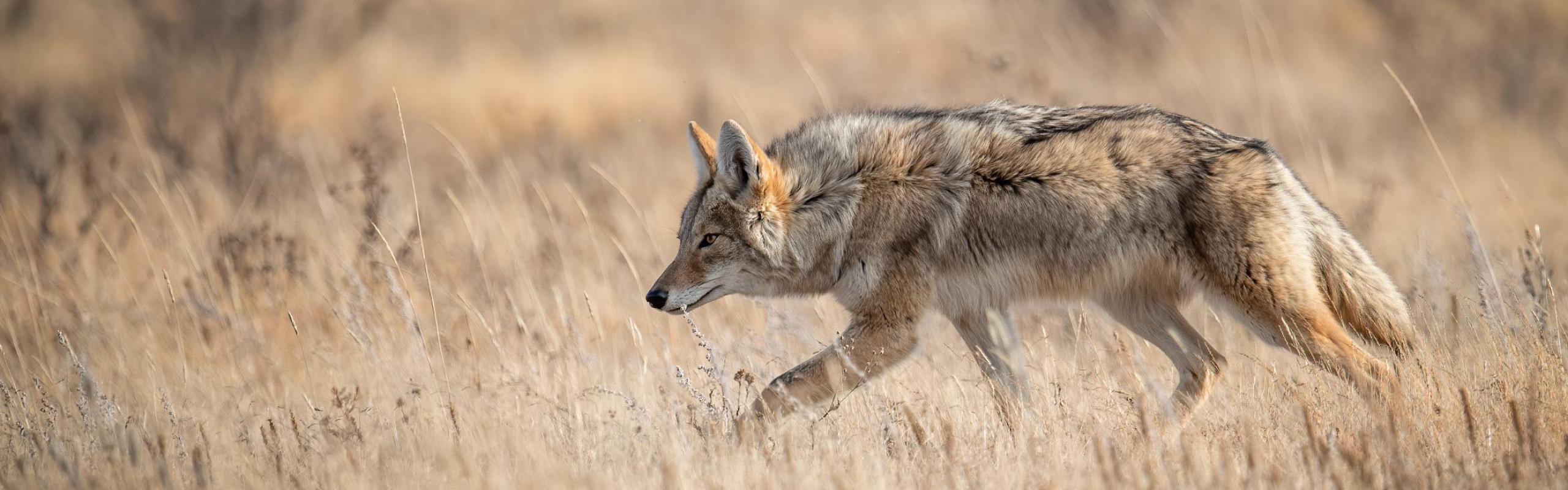 Coyote slinking through tall grass