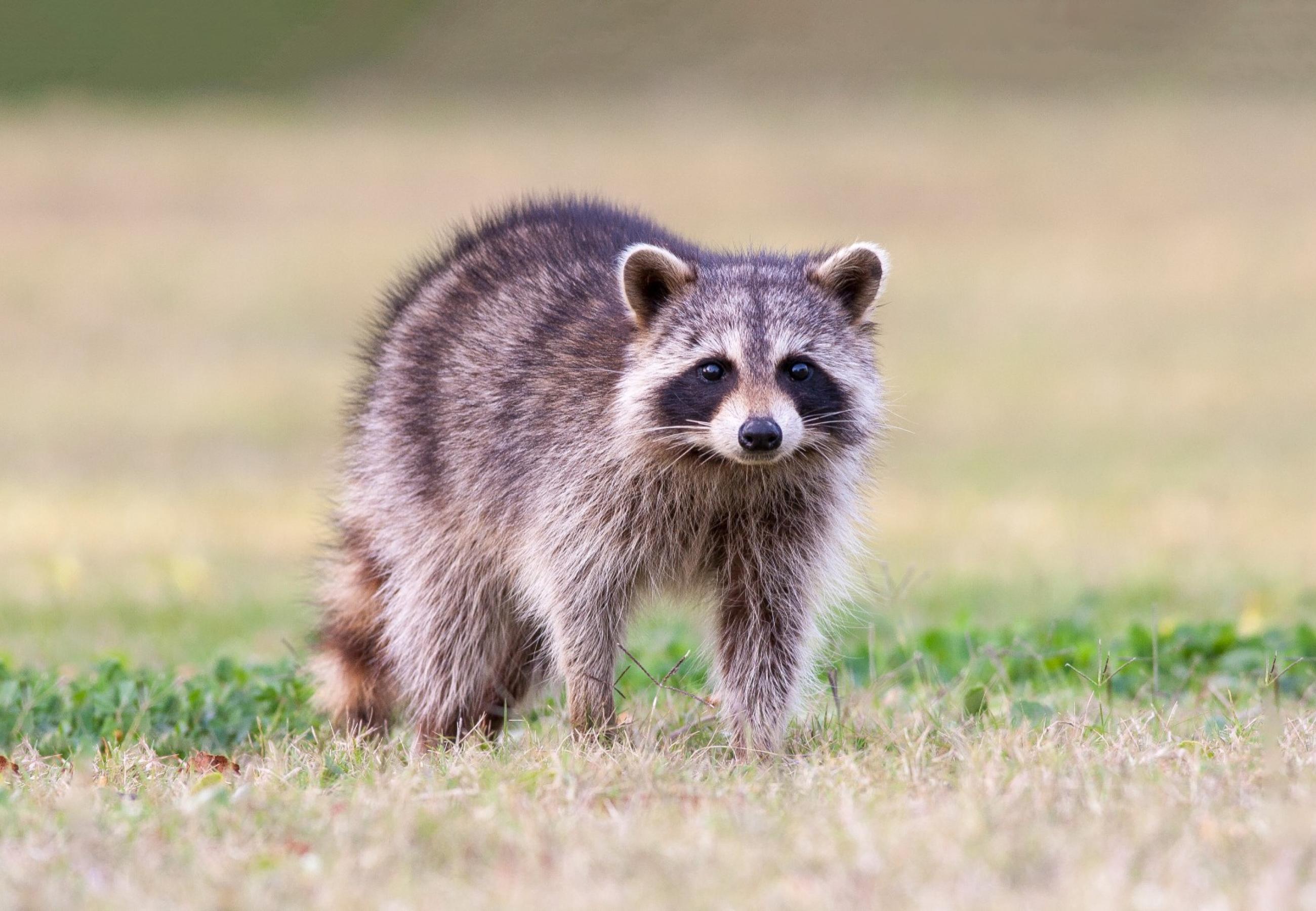 Veterinary Public Health Raccoon